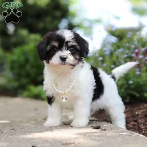 Lana, Cavachon Puppy